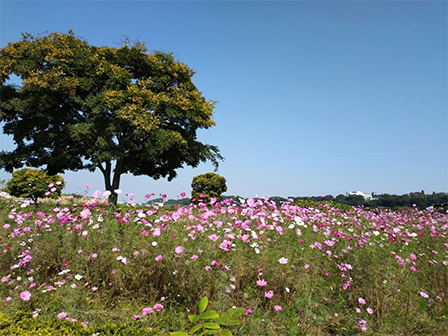 江戸川区内の「水とみどり・花の情報」を定期的に発信